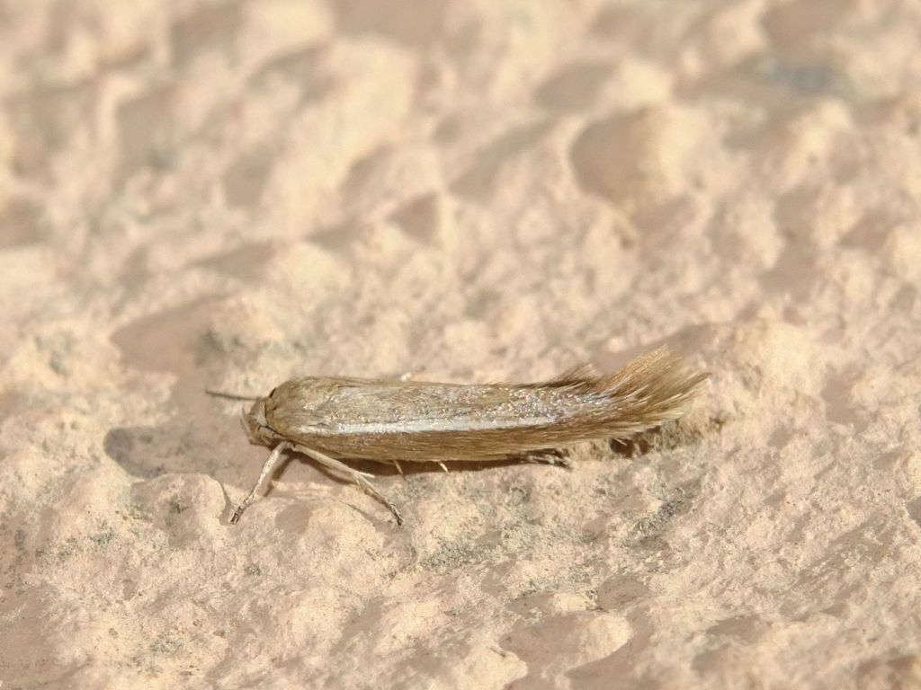 Scythris alhamrae