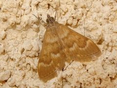 Ecpyrrhorrhoe diffusalis