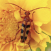 Six-spotted Flower Longhorn Beetle - Photo (c) C. A. Ivy, some rights reserved (CC BY-NC), uploaded by C. A. Ivy
