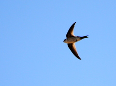 Aeronautes andecolus