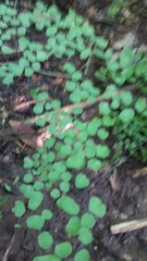 Adiantum tricholepis