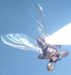 Lipoptena fortisetosa