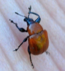 Synolabus nigripes
