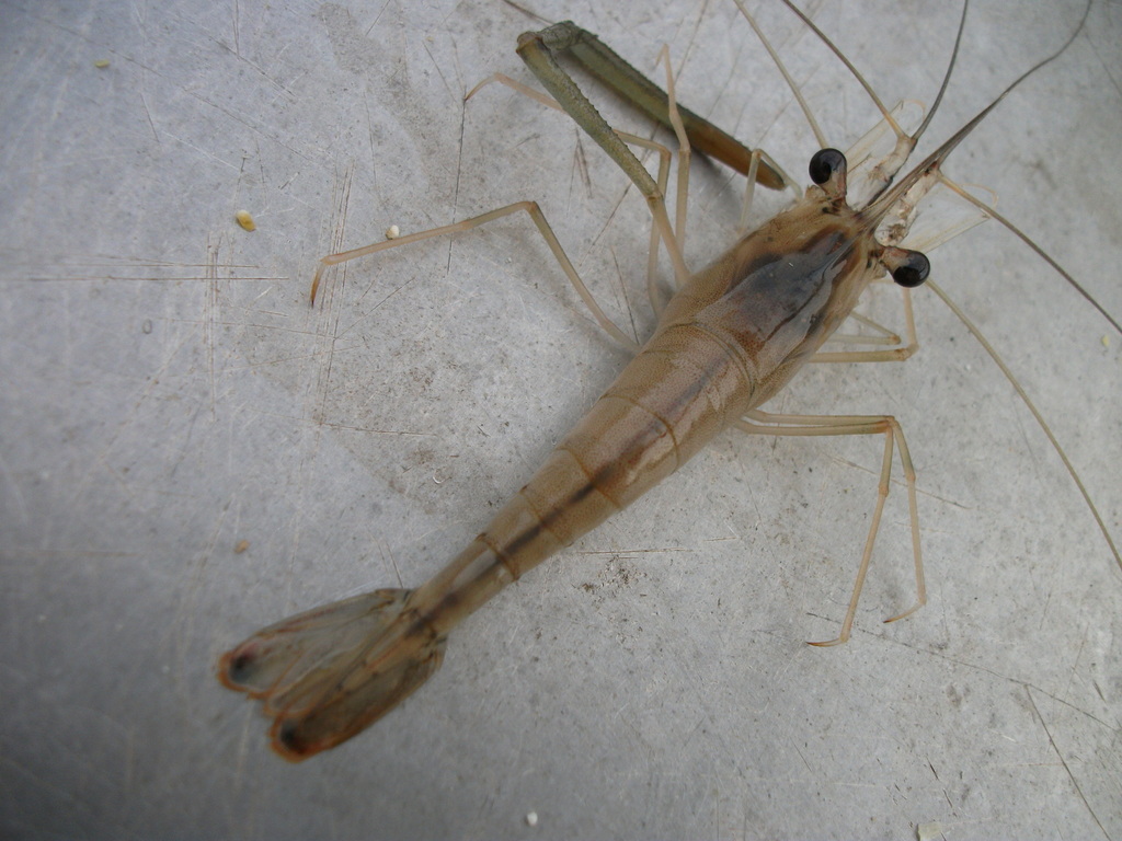 Amazon river prawn