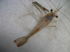 Macrobrachium amazonicum