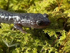 Plethodon hubrichti
