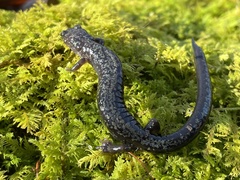 Plethodon hubrichti