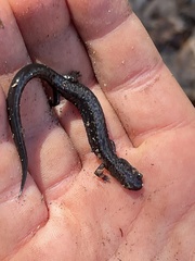 Plethodon hubrichti