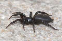 Zelotinae