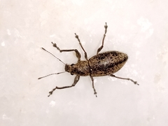 Naupactus versatilis
