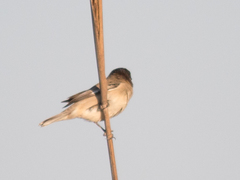 Sporophila cinnamomea