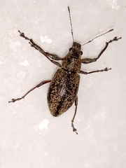 Naupactus versatilis