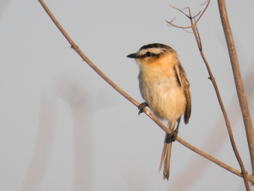 Sharp-tailed Grass Tyrant (Culicivora caudacuta), photo 7