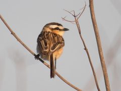 Culicivora caudacuta