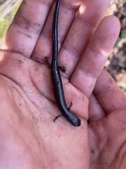 Plethodon hubrichti