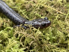 Plethodon hubrichti