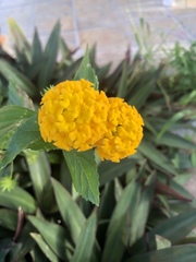 Lantana × hybrida
