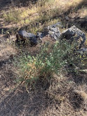 Acmispon dendroideus