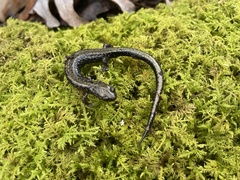 Plethodon hubrichti