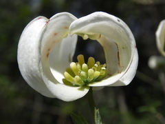 Cornus florida urbiniana
