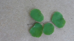 Adiantum tricholepis