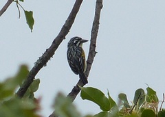 Pogoniulus chrysoconus