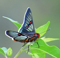 Amenis pionia