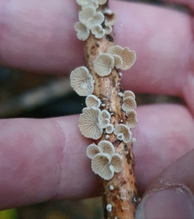 Resinomycena