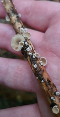 Resinomycena
