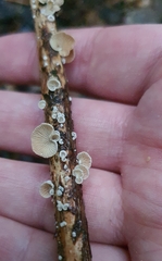 Resinomycena
