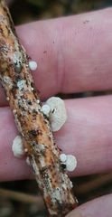 Resinomycena