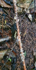 Resinomycena
