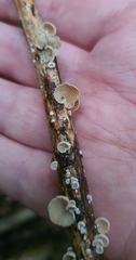 Resinomycena