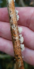 Resinomycena