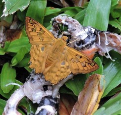 Myscelus amystis epigona