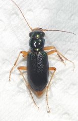 Tetracha virginica