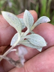 Helichrysum lepidissimum