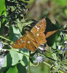 Myscelus amystis epigona