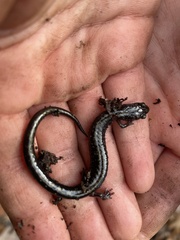 Plethodon hubrichti