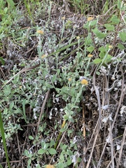 Helichrysum lepidissimum