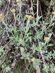 Helichrysum lepidissimum