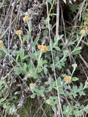 Helichrysum lepidissimum