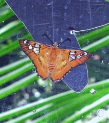 Myscelus epimachia