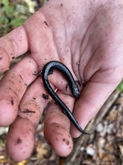 Plethodon hubrichti