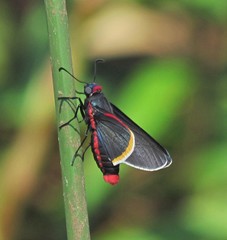 Mysoria barcastus