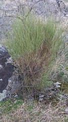 Cytisus multiflorus