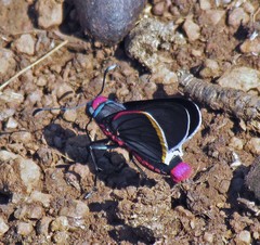 Mysoria barcastus
