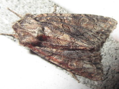 Mamestra brassicae
