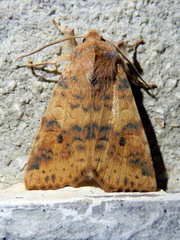 Xanthia gilvago