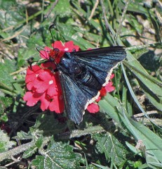 Pyrrhopyge pelota